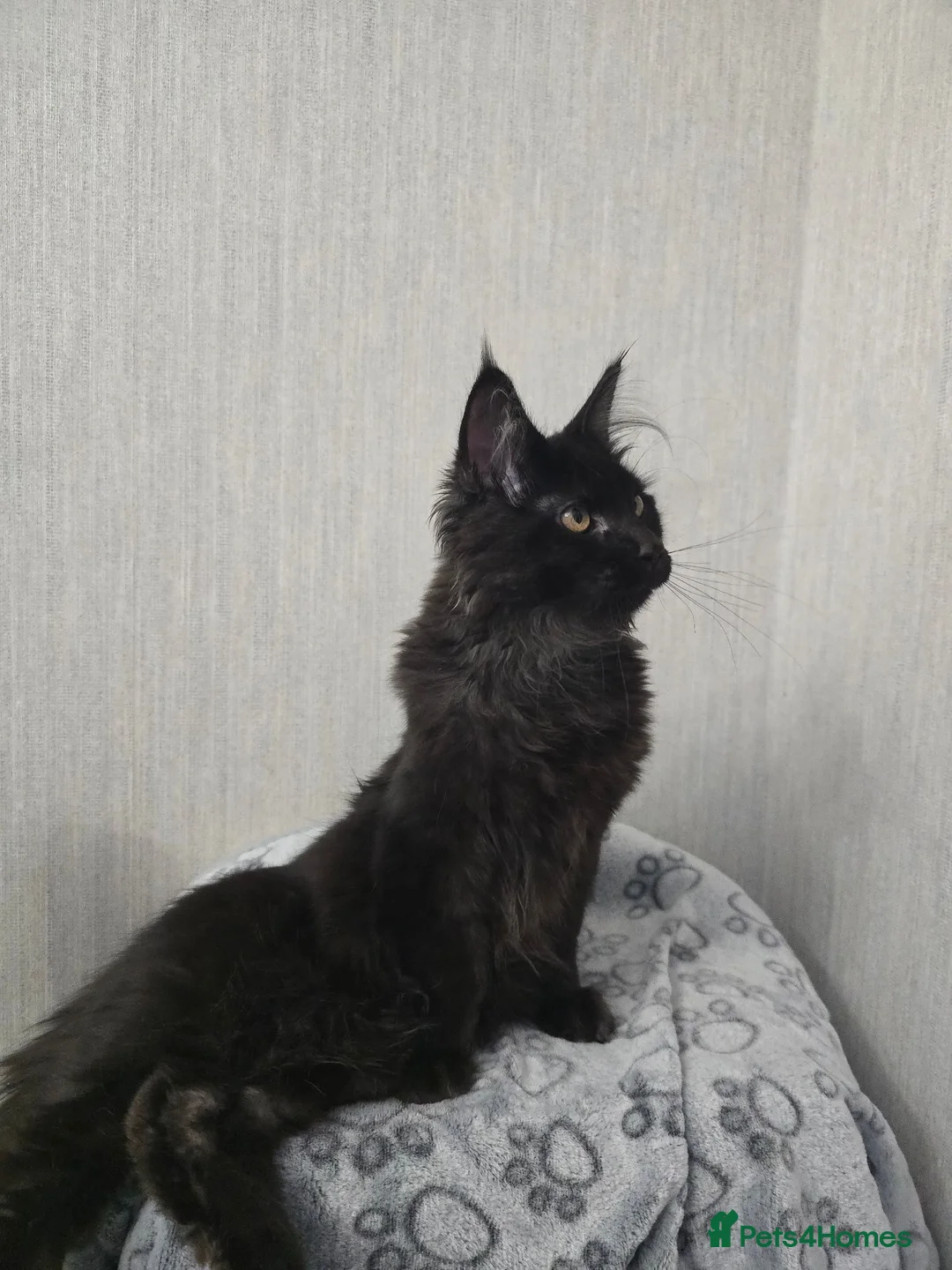 Maine Coon cats for sale: Male Maine Coon Black Smoke - Advert 22