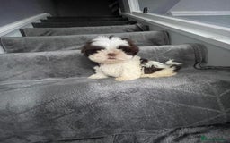 Shih Tzu dogs for sale: Imperial shih tzu pups  - Image 9