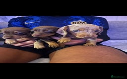 Miniature Dachshund dogs for sale: Miniature Dachshund  - Image 7