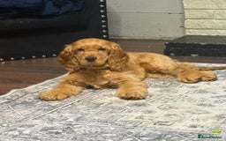 Cocker Spaniel dogs for sale: Beautiful Summer - Image 8