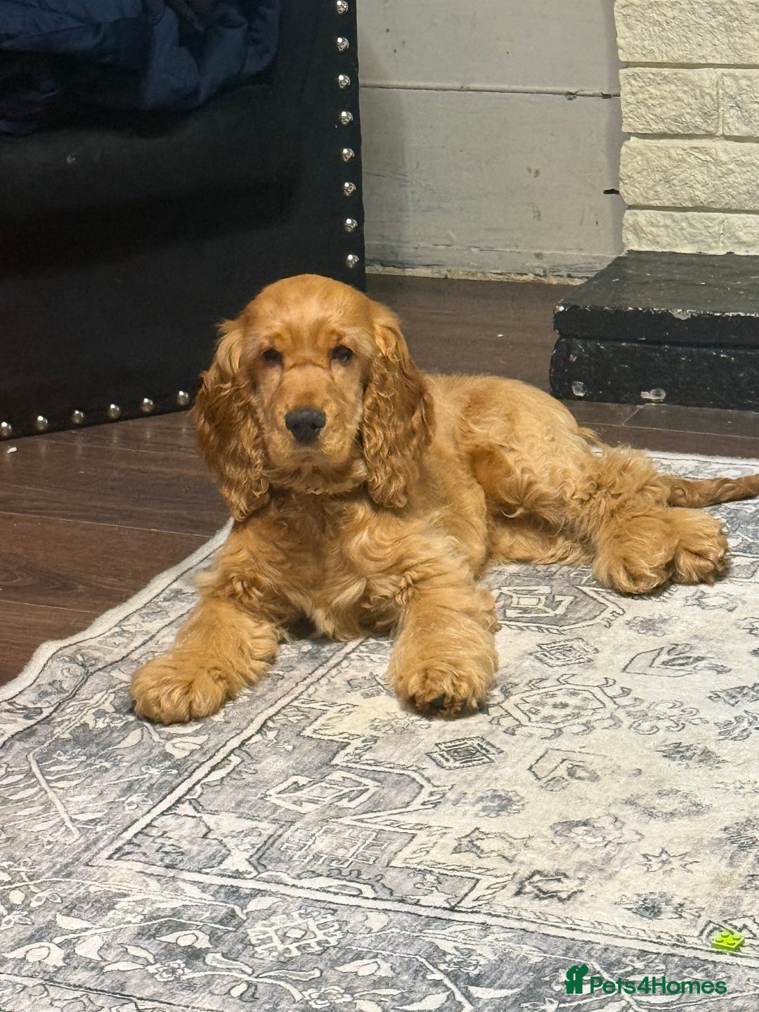 Cocker Spaniel dogs for sale: Beautiful Summer - Image 8