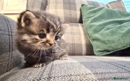 Mixed Breed cats for sale: British shorthair cross kittens - Image 5