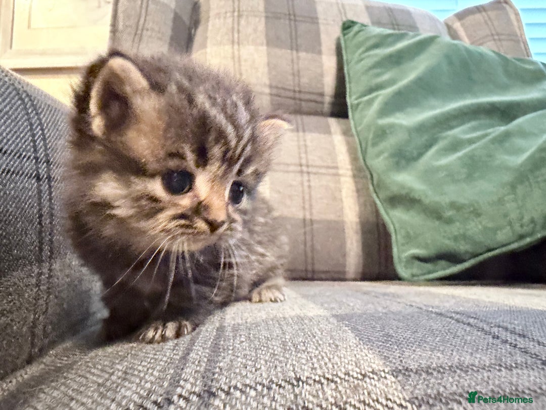 Mixed Breed cats for sale: British shorthair cross kittens - Image 5