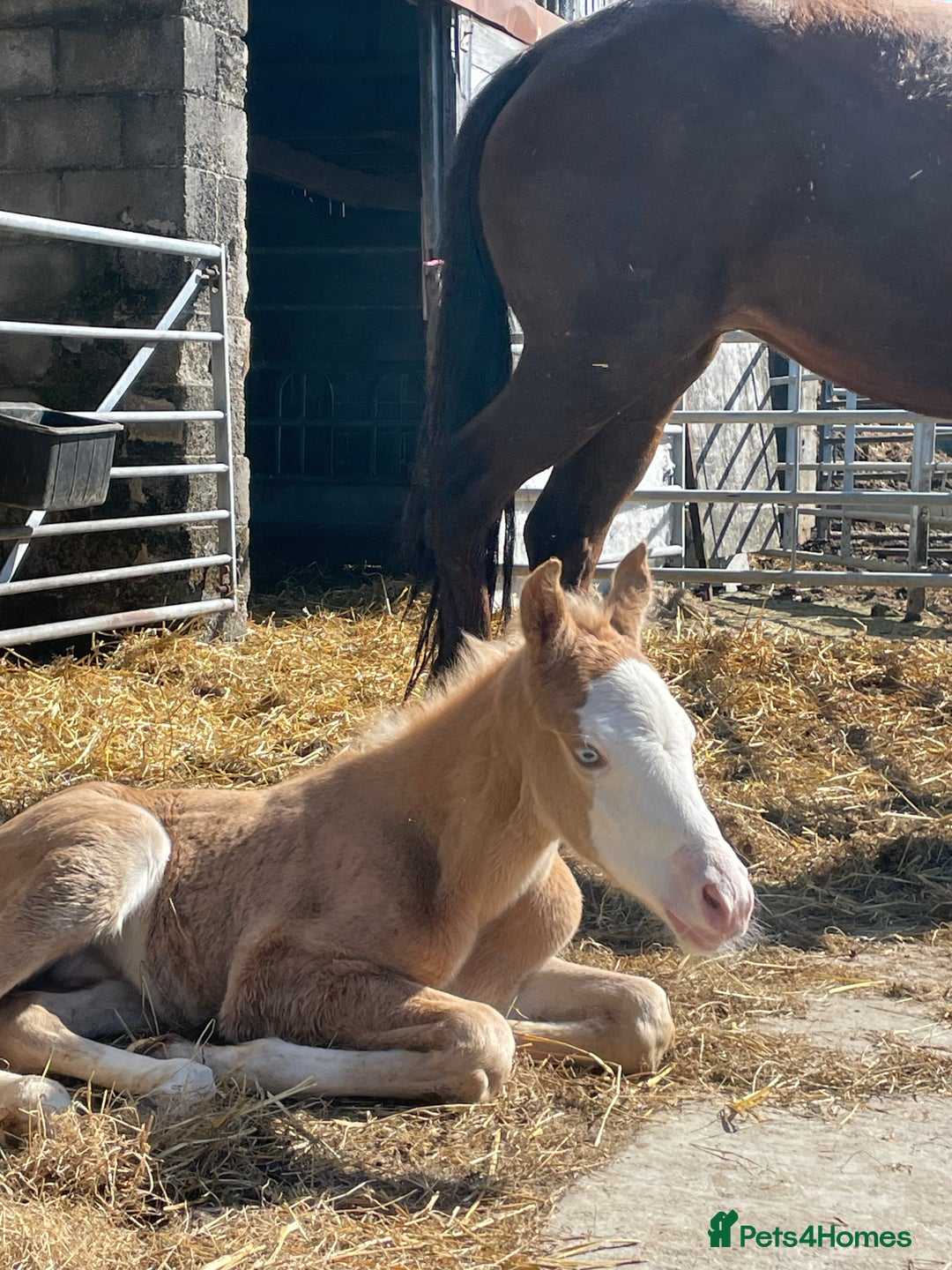 American Quarter horses for sale: GI Wimpys lil Crome  - Image 2