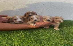 Cocker Spaniel dogs for sale: 🐾 Reservation list now open🐾 - Image 1