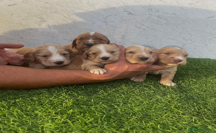 Cocker Spaniel dogs - Advert 12