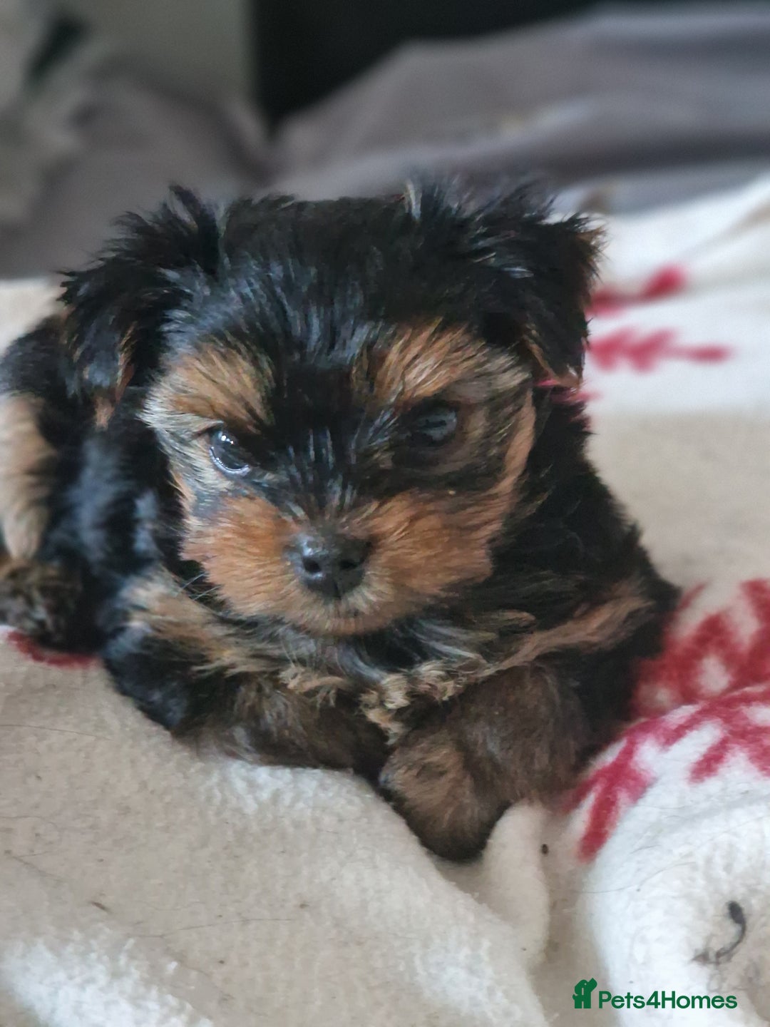 Yorkshire Terrier dogs for sale: Hello we got 2gorgeous puppies for sale - Advert 11