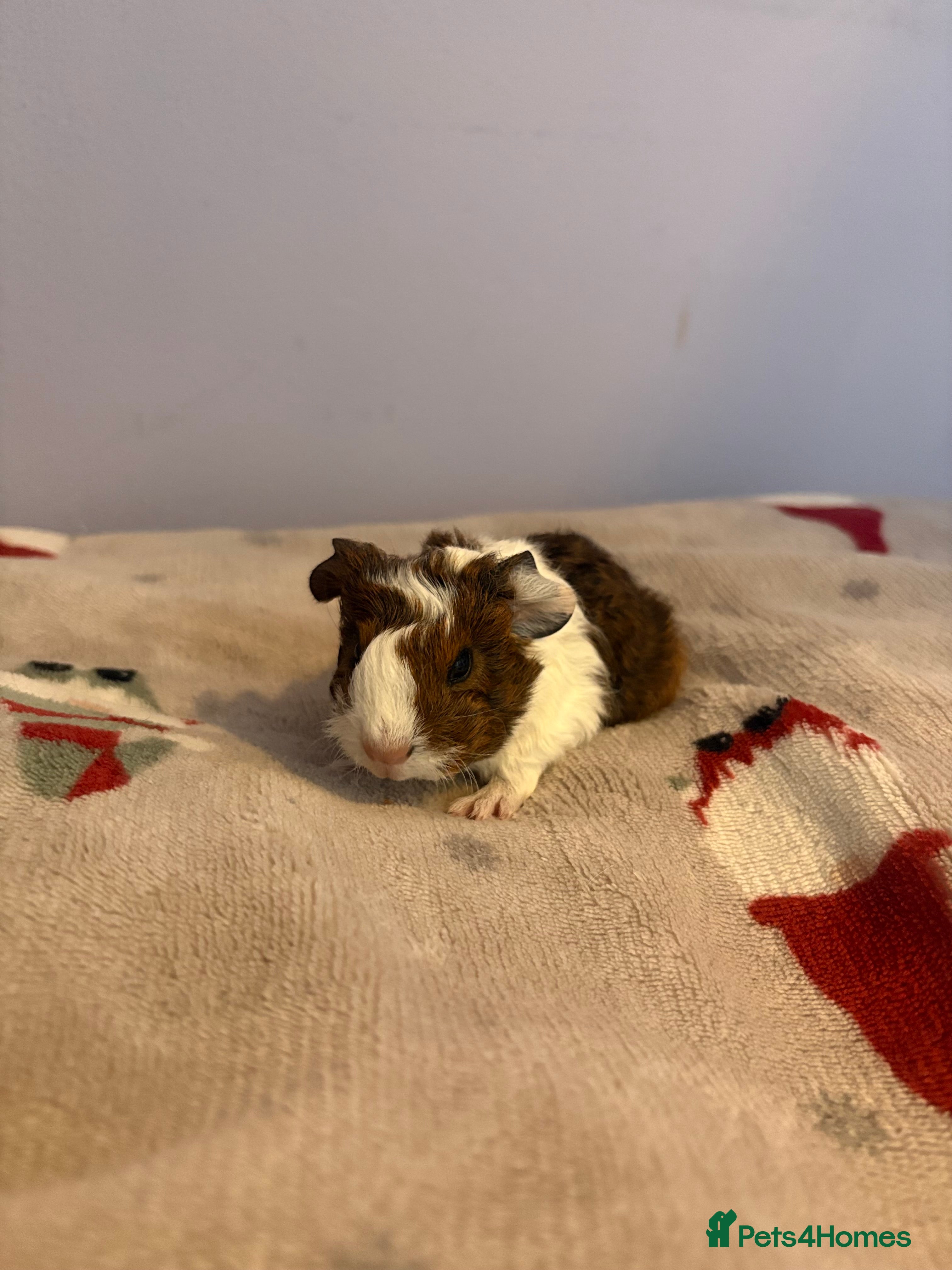 Guinea Pig rodents 2 male Guinea pigs - Advert 1