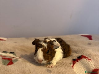 Guinea Pig rodents 2 male Guinea pigs - Advert 1