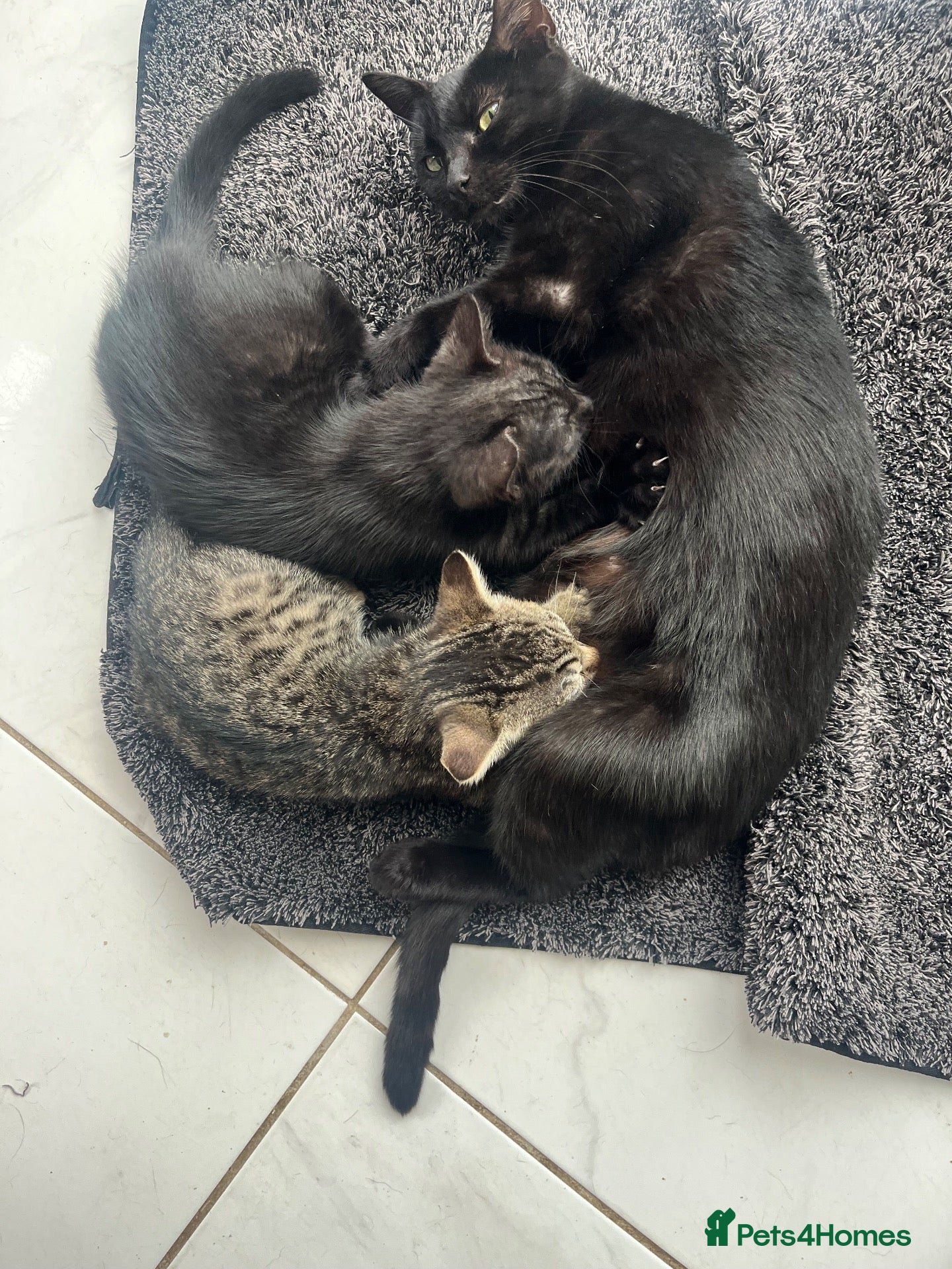Domestic Shorthair cats Beautiful Kittens  - Advert 12