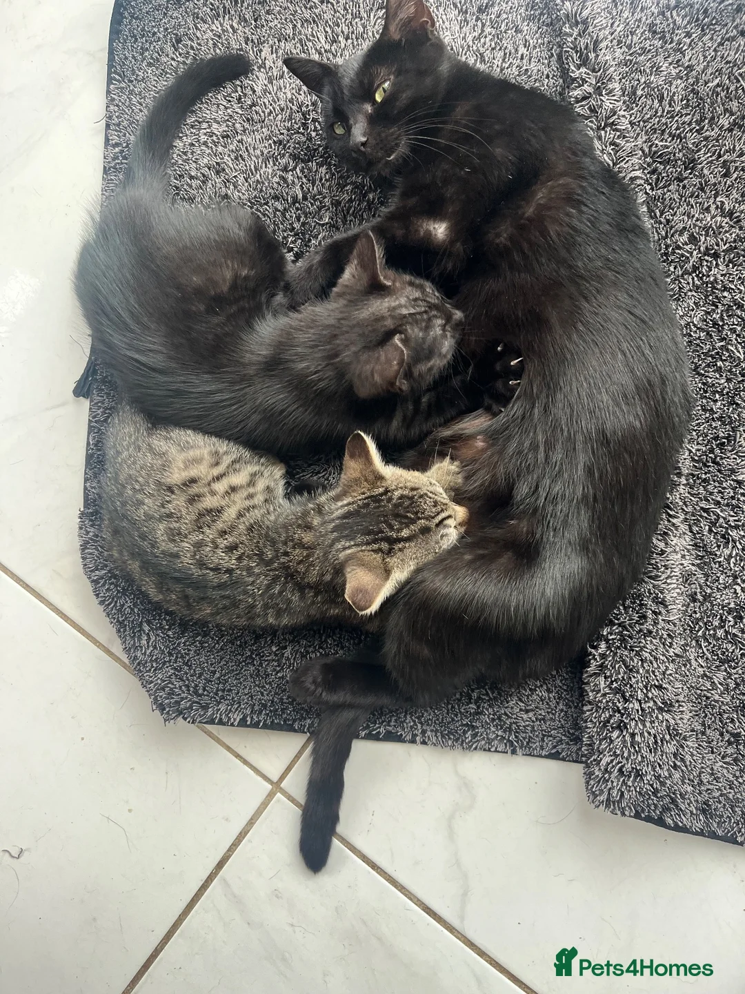 Domestic Shorthair cats for sale: Beautiful Kittens  - Advert 1