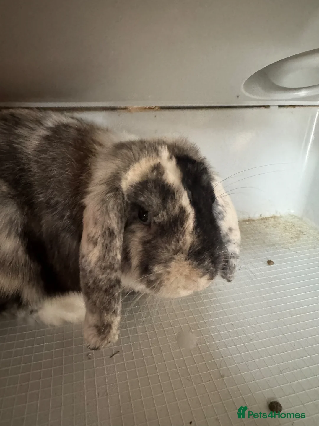 English Lop rabbits for sale: English lop - Advert 2