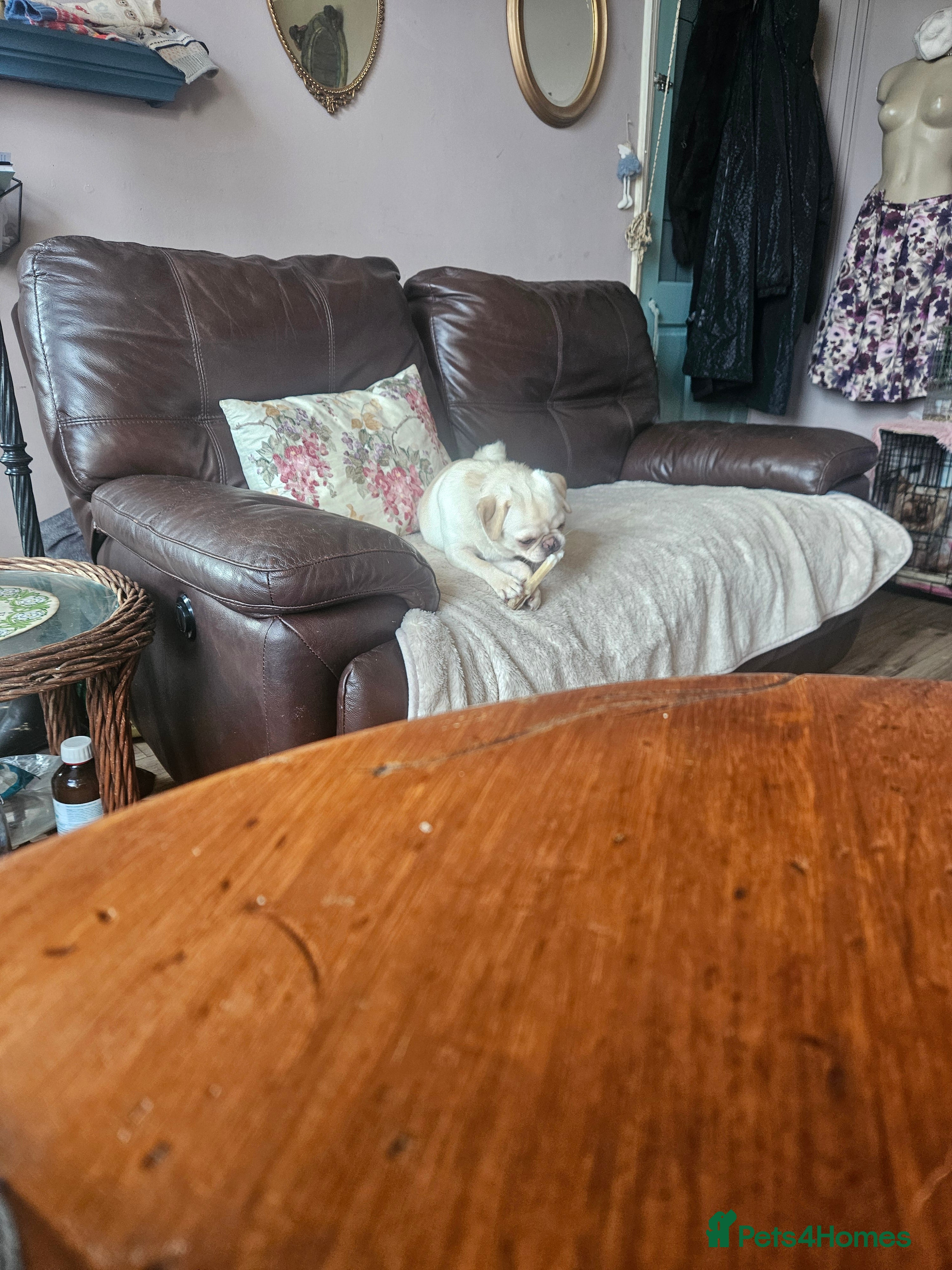 Pug dogs Young pug bitch - Advert 2