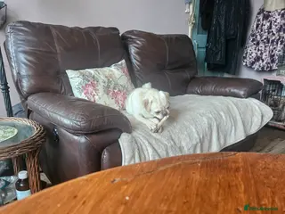 Pug dogs Young pug bitch - Advert 2