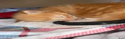 Mixed Breed cats for sale: 2 beautiful ginger boys left  - Advert 5
