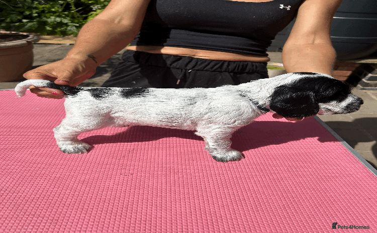 Cocker Spaniel dogs - Advert 1