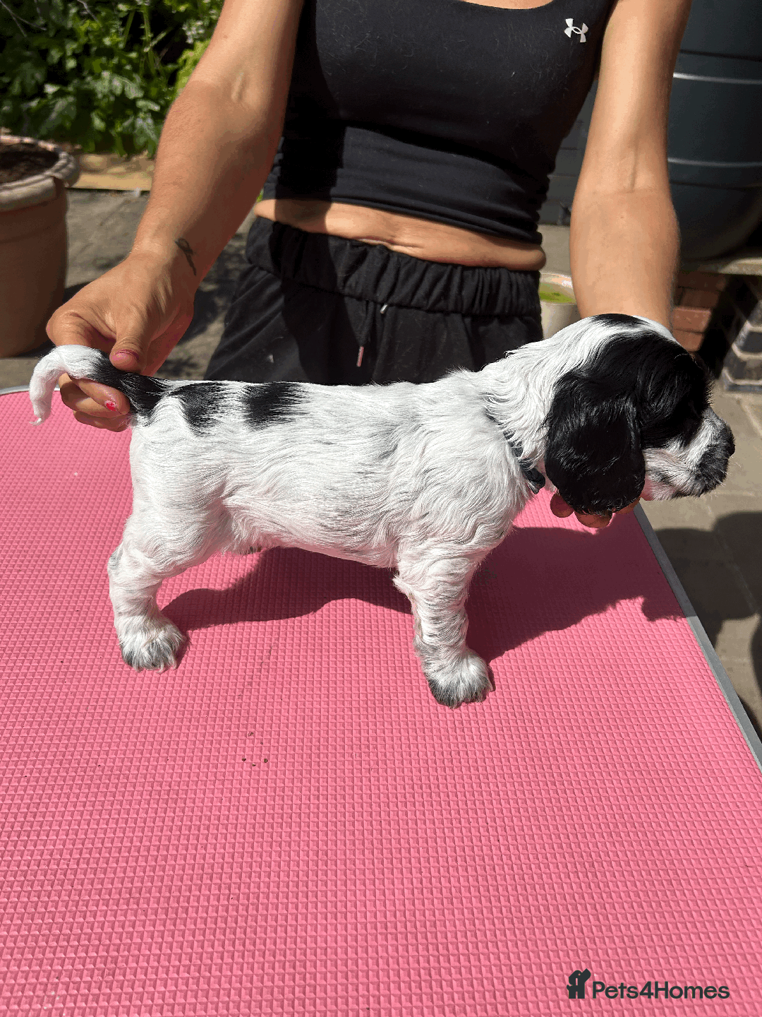 Cocker Spaniel dogs for sale: Cocker Spaniel Pups – From Lindridge Line  - Image 2