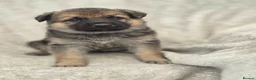 German Shepherd dogs for sale: German shepherd pups - Advert 17