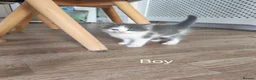 Mixed Breed cats for sale: Ragdoll x Bsh kittens  in Dereham - Advert 4