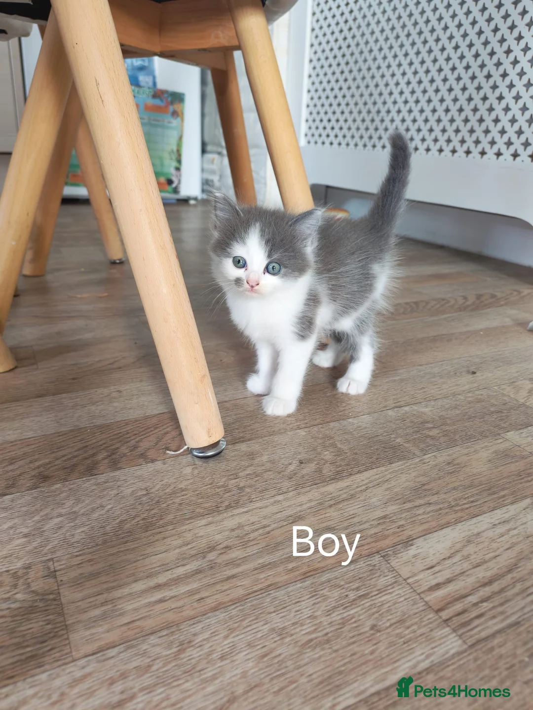 Mixed Breed cats for sale: Ragdoll x Bsh kittens  in Dereham - Advert 4