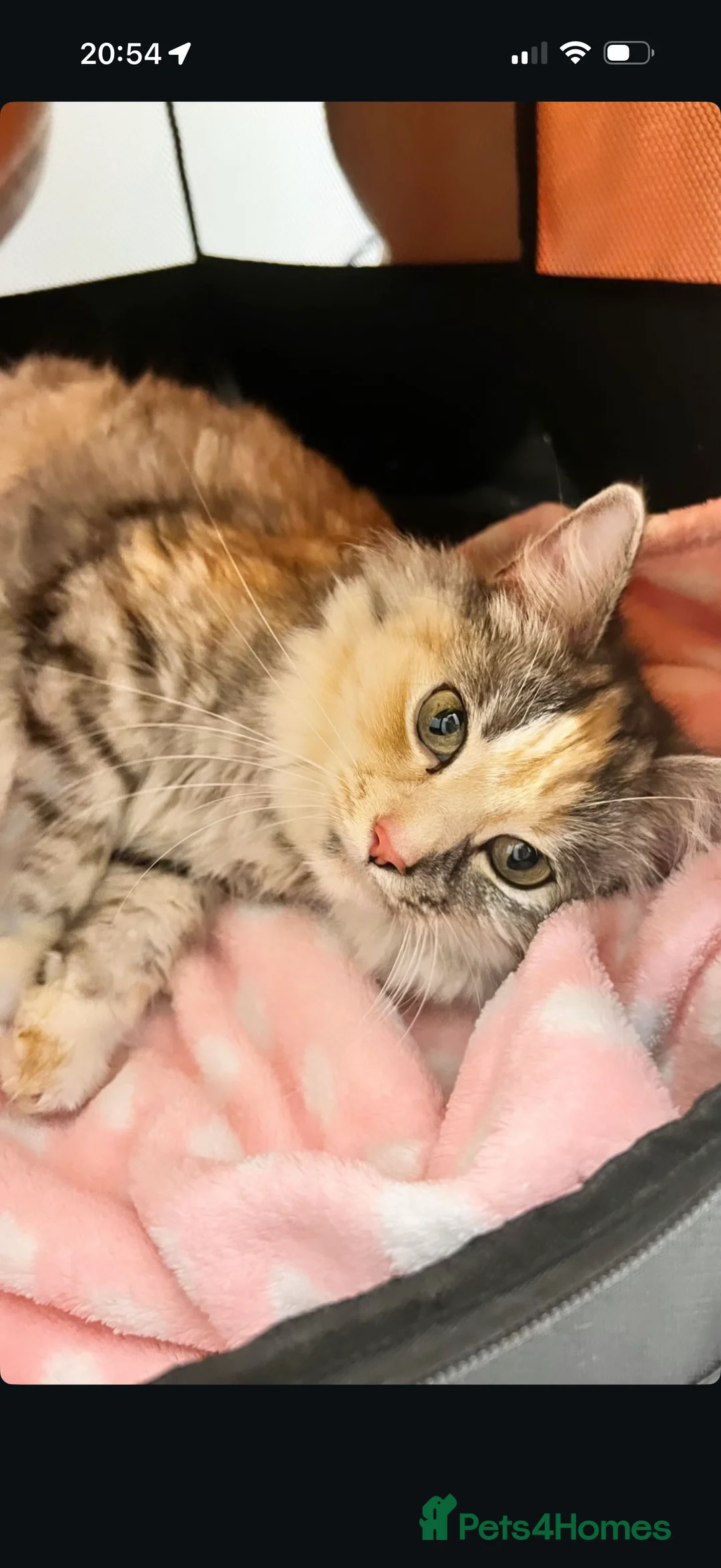 Ragdoll cats for sale: Ragdoll X Kittens  - Advert 2