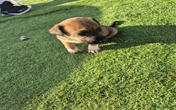 Border Terrier dogs for sale: Border terrier puppies  - Image 5