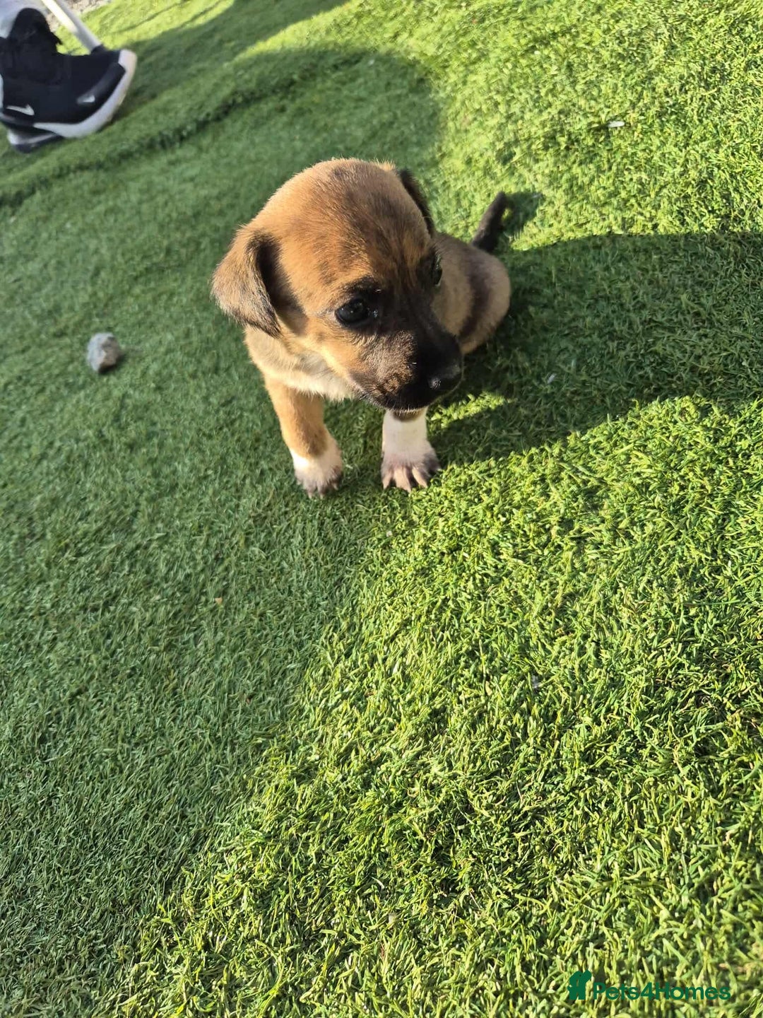 Border Terrier dogs for sale: Border terrier puppies  - Image 5