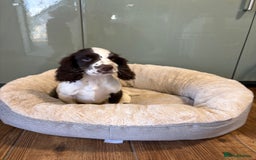 Cocker Spaniel dogs for sale: Gorgeous Cocker Spaniel Litter - Image 8