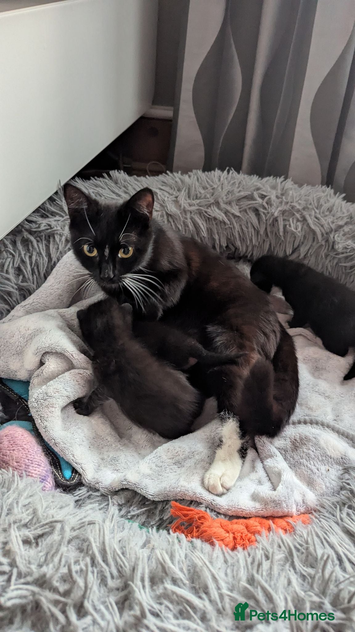 British Shorthair cats Three adorable kittens - Advert 3