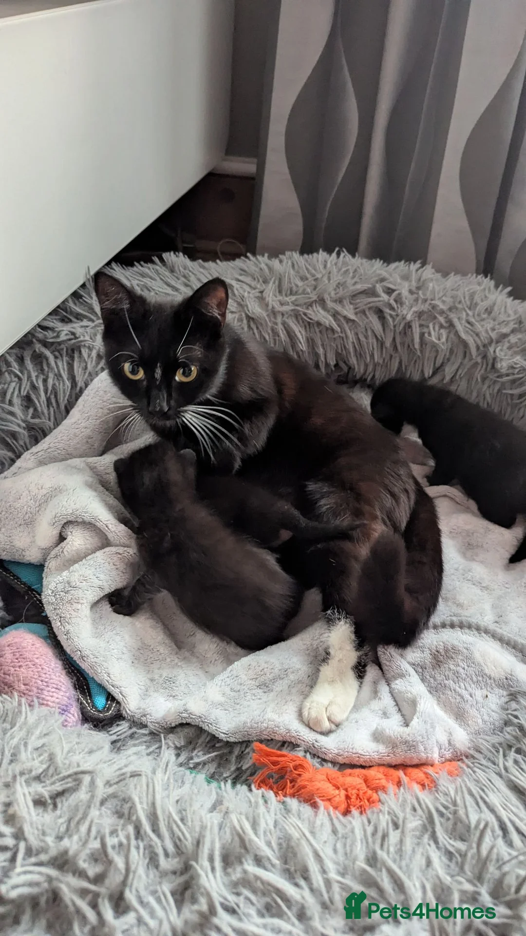 British Shorthair cats for sale: Three adorable kittens - Advert 1