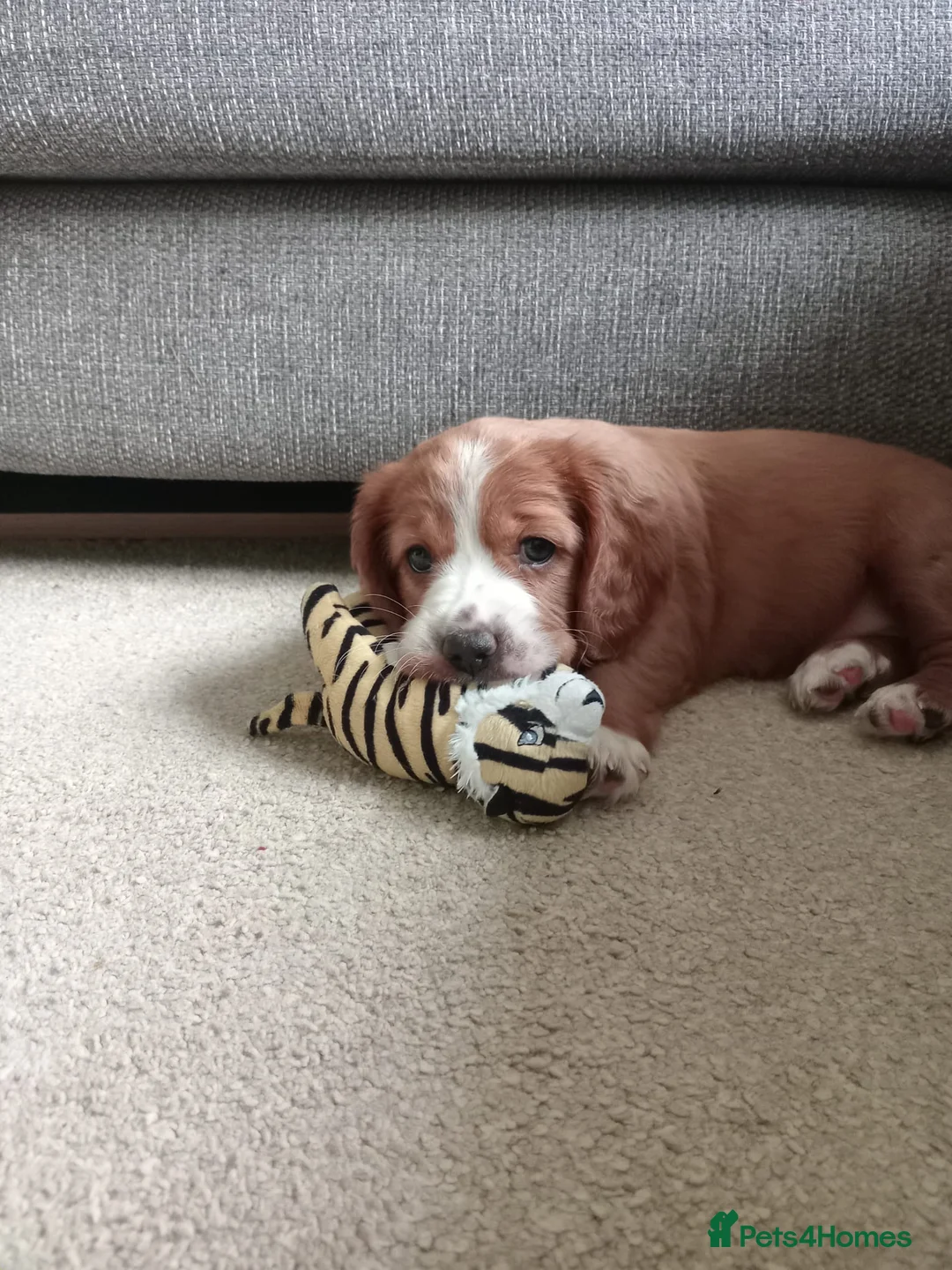 Mixed Breed dogs for sale: Beautiful Cavapoo x sprocker spaniel puppies - Advert 2