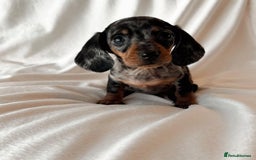 Miniature Dachshund dogs for sale: Purebred Miniature Dachshund Puppies – Ready - Image 7