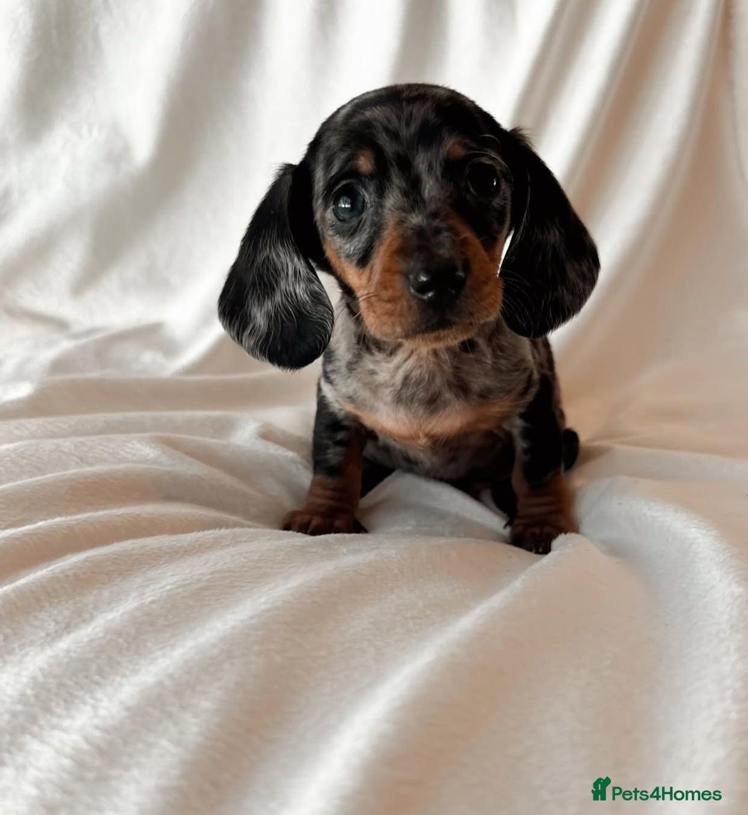 Miniature Dachshund dogs for sale: Purebred Miniature Dachshund Puppies – Ready - Image 7