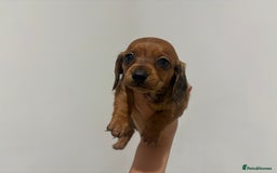 Miniature Dachshund dogs for sale: Beautiful little miniature dachshund girl  - Image 2