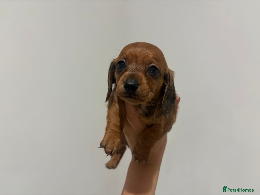 Miniature Dachshund dogs for sale: Beautiful little miniature dachshund girl  - Image 2