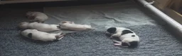 Pointer dogs for sale: Gorgeous English Pointer Puppies - Advert 5