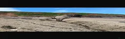 Presa Canario dogs for sale: Presa canario in Tamworth - Advert 4