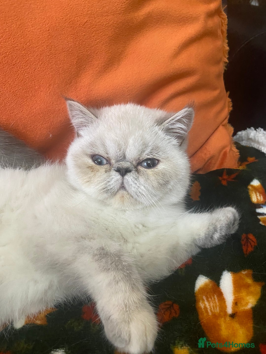 Exotic cats for sale: EXCEPTIONAL GCCF PERSIAN EXOTIC  - Image 8