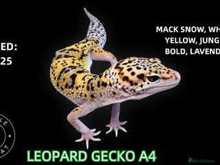 Leopard Gecko reptiles BABY LEOPARD GECKOS!! - Advert 1