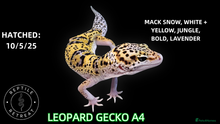 Leopard Gecko reptiles - Advert 2