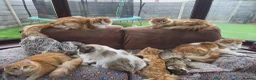 Mixed Breed cats for sale: 🐾 Beautiful Ragdoll x Maine Coon Kittens 🐾 - Advert 2