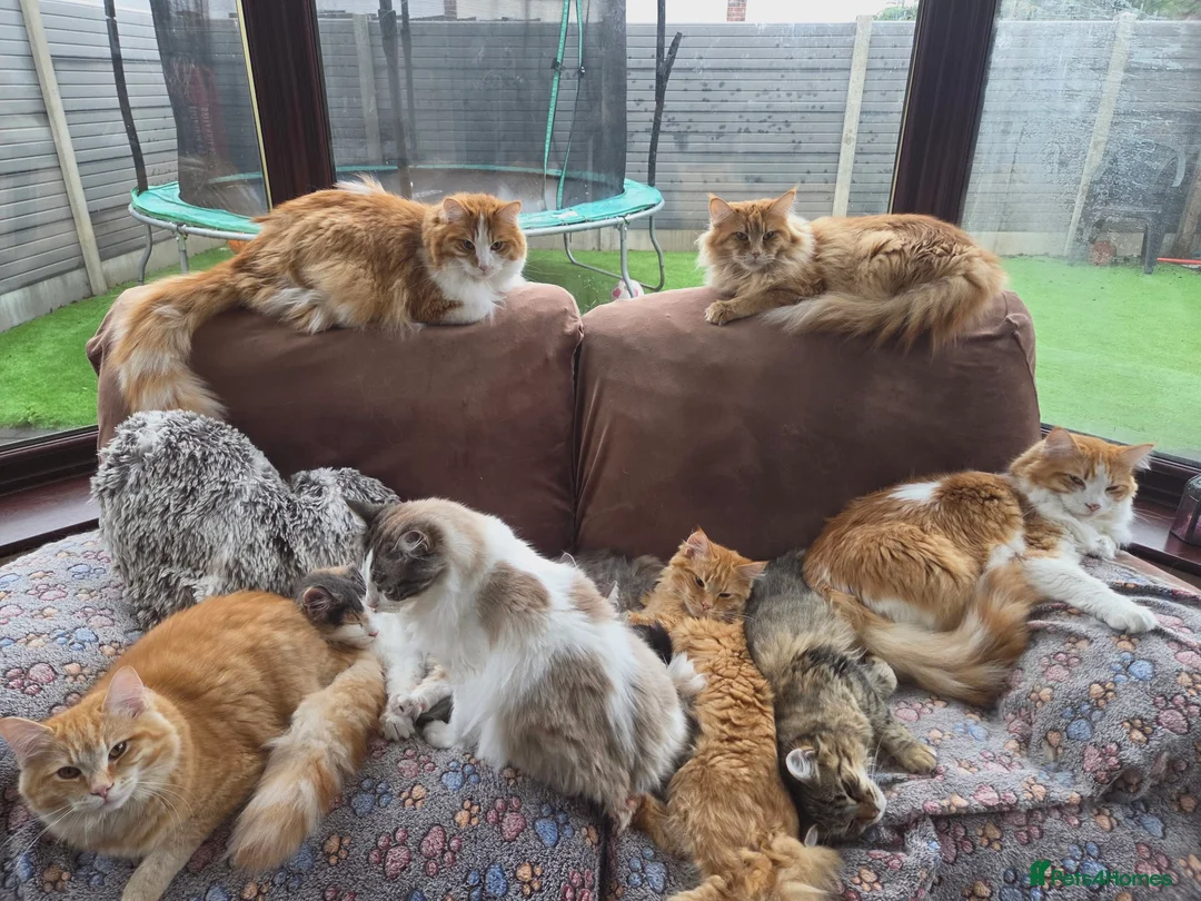 Mixed Breed cats for sale: 🐾 Beautiful Ragdoll x Maine Coon Kittens 🐾 - Advert 2