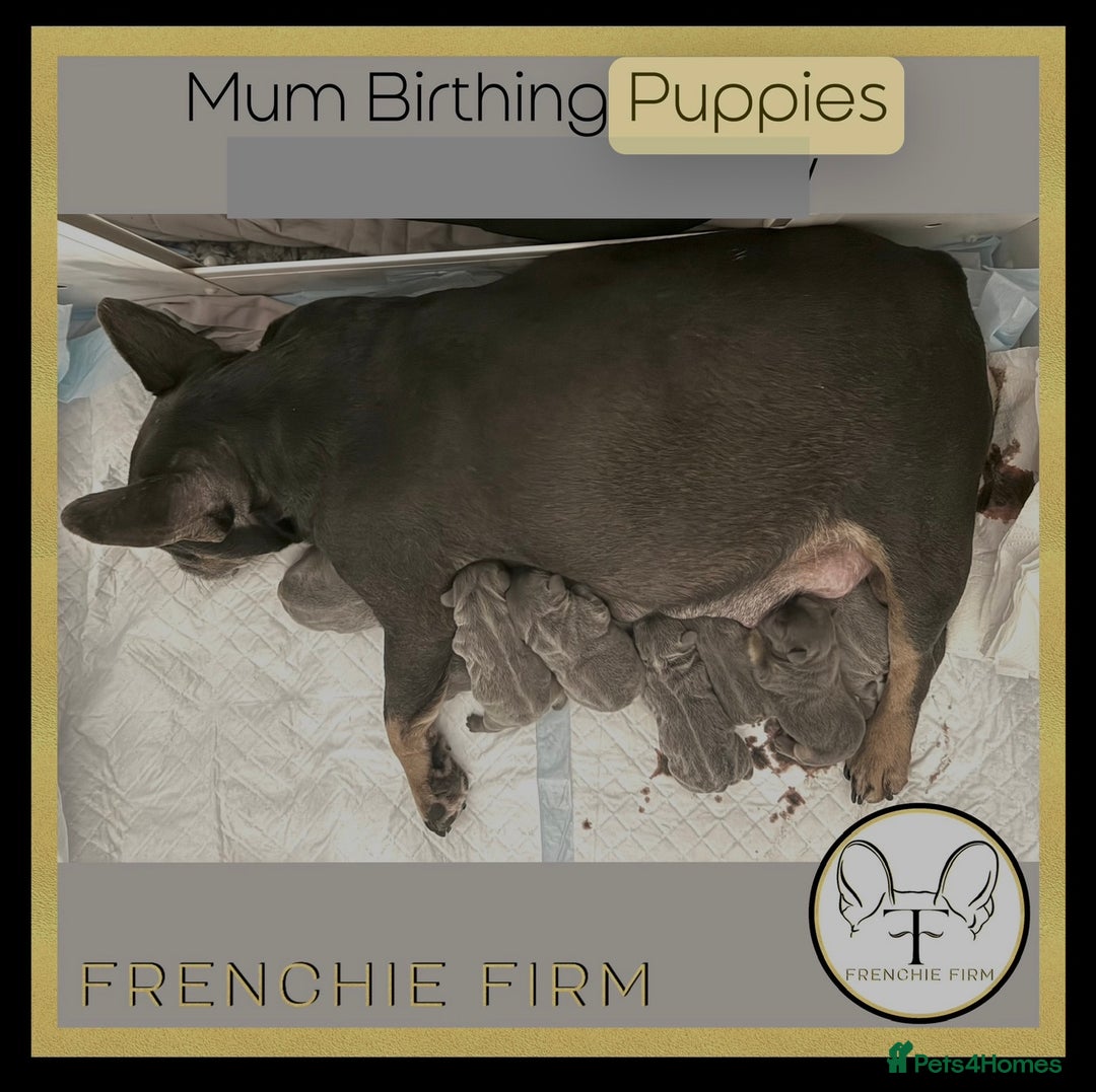 French Bulldog dogs for sale: 5xCHAMPS in his line.The LAST A* Boys Lilac & Tan  - Image 12