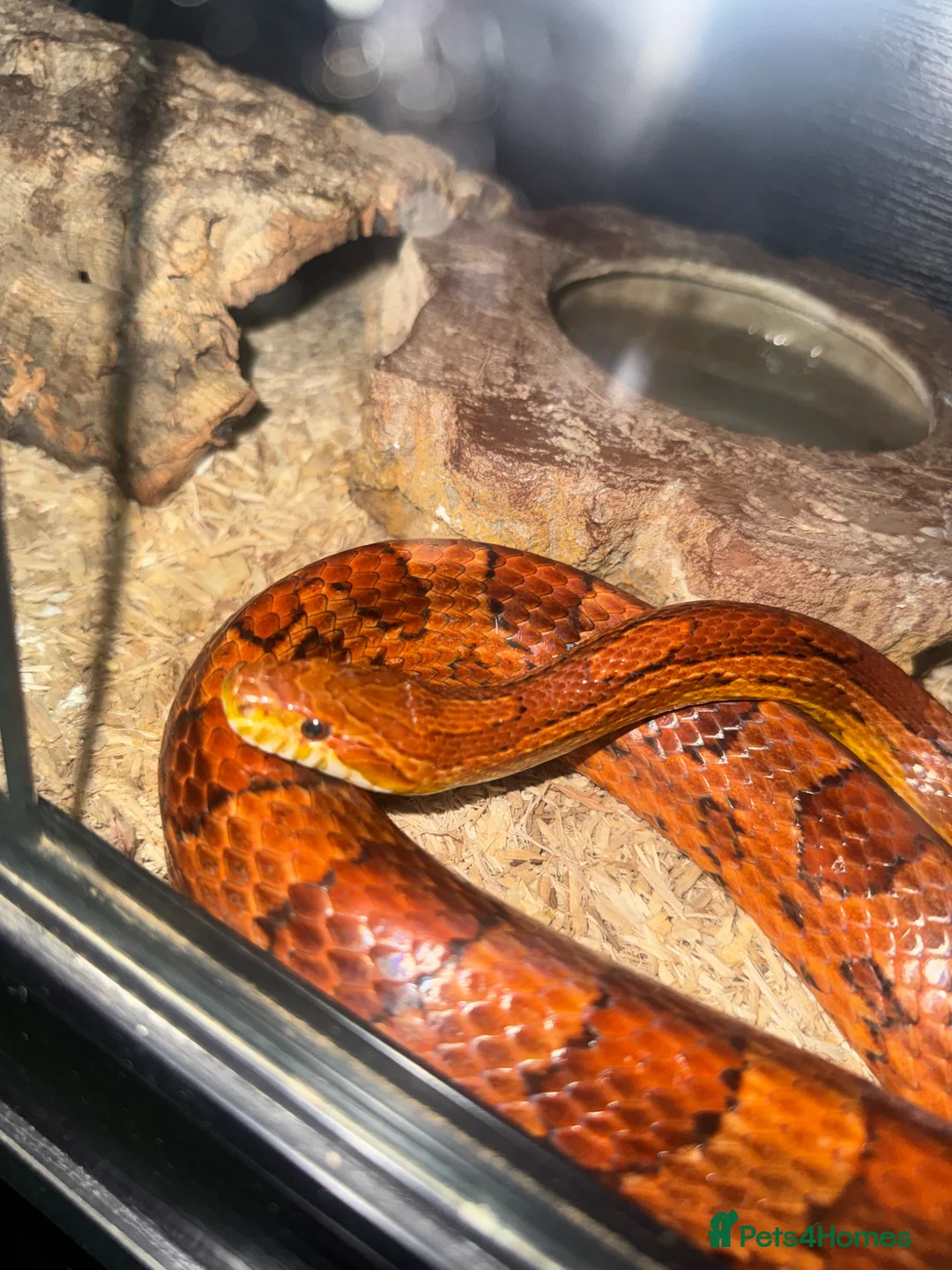Corn Snake reptiles for sale: Cornsnake for rehoming  in Southampton - Advert 1
