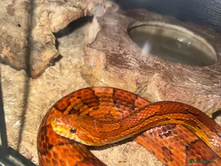 Corn Snake reptiles Cornsnake for rehoming - Advert 2
