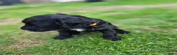 Cockapoo dogs for sale: Stunning F2 cockapoos ready soon 🐾 - Advert 9