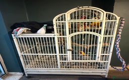 Macaws birds for sale: ✨ DEANO ✨ Blue and Gold Macaw Parrot & Cage  - Image 5