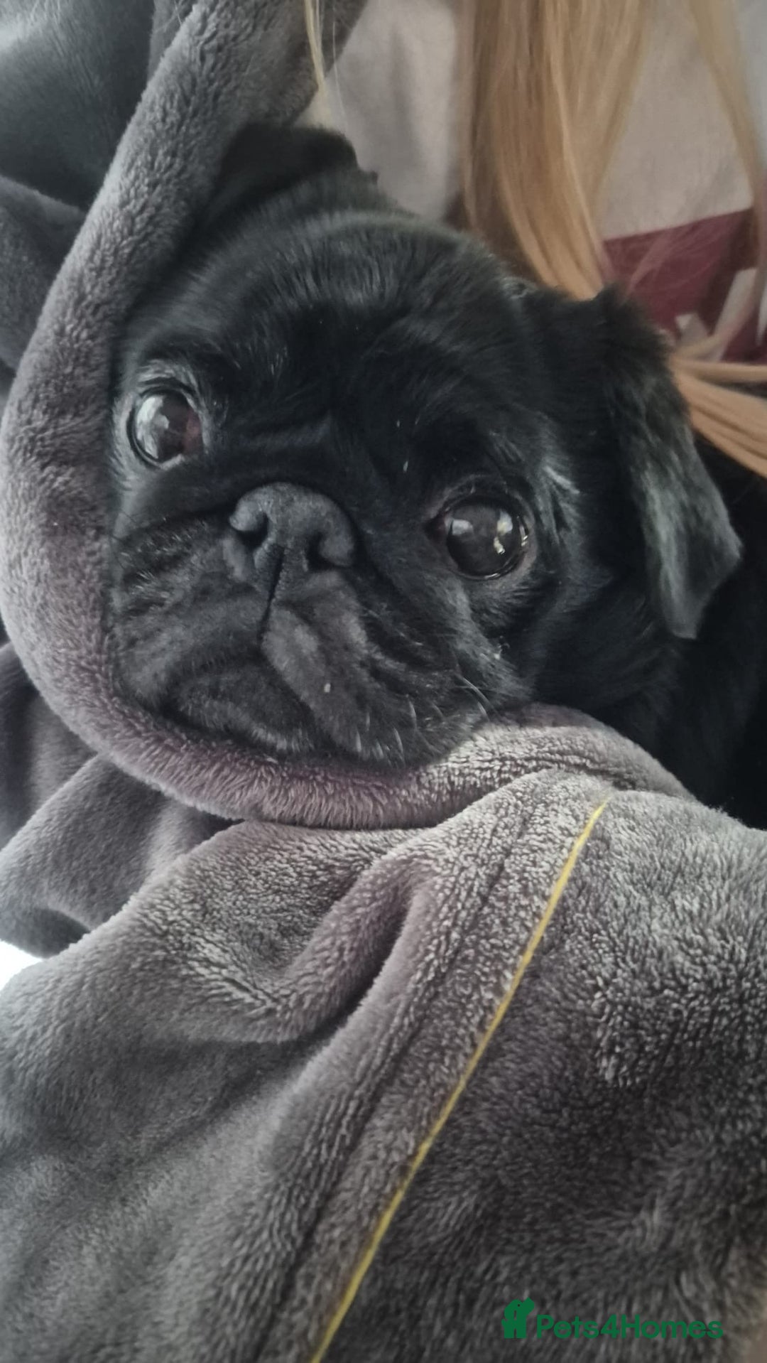 Pug dogs for sale: Black Male Pug 8yrs Old - Advert 4