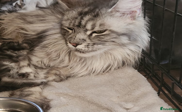 Maine Coon cats for sale in Barnsley - Advert 4