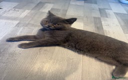 British Shorthair cats for sale: ❣️British Shorthair Kittens Blue❣️ - Image 8
